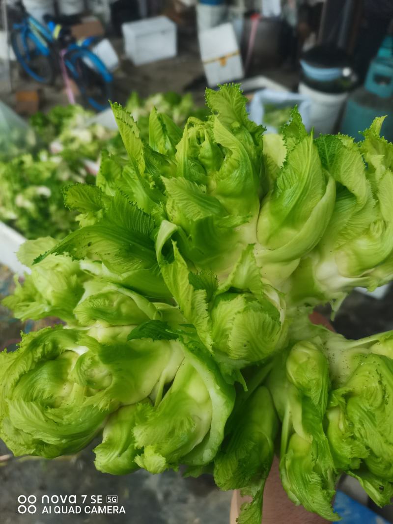 精品儿菜自产自销个头饱满
