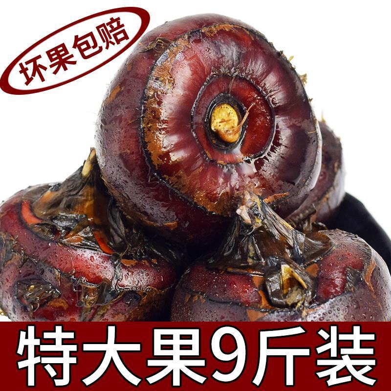 安徽新鲜毛马蹄荸荠应季现挖对接优质批发商