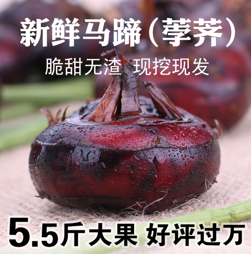 安徽新鲜毛马蹄荸荠应季现挖对接优质批发商
