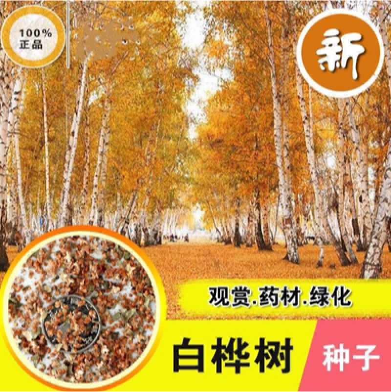 白桦种子粉桦园林绿化行道树种子可用于模具