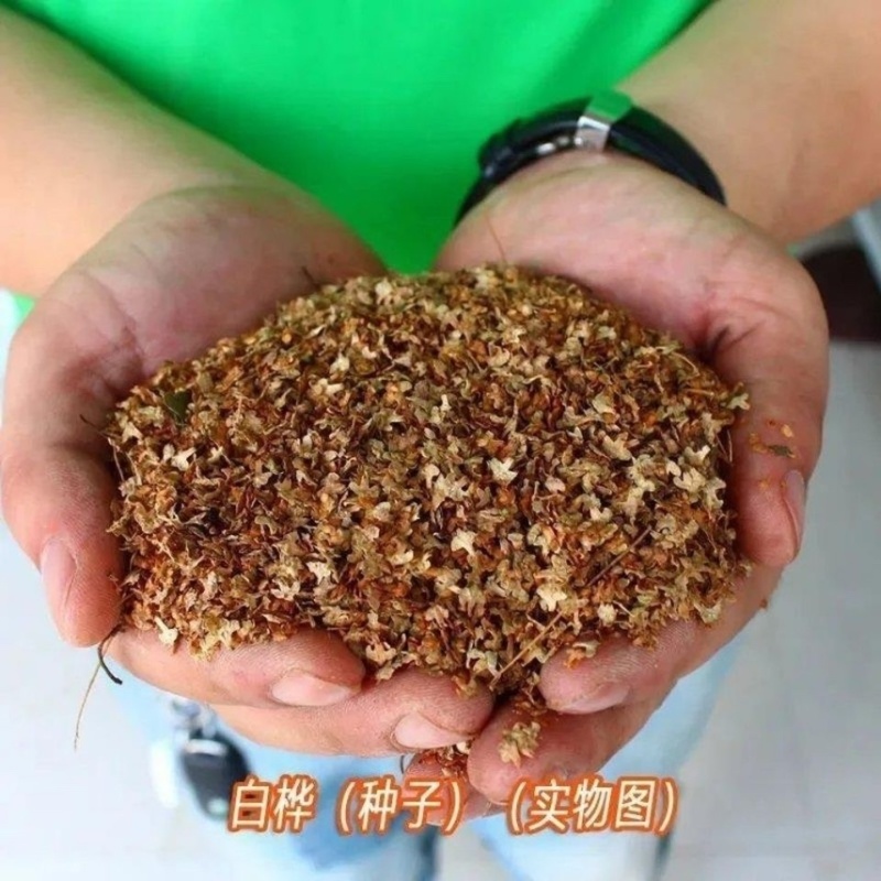 白桦种子粉桦园林绿化行道树种子可用于模具
