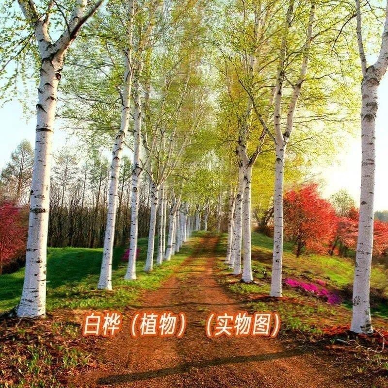 白桦种子粉桦园林绿化行道树种子可用于模具