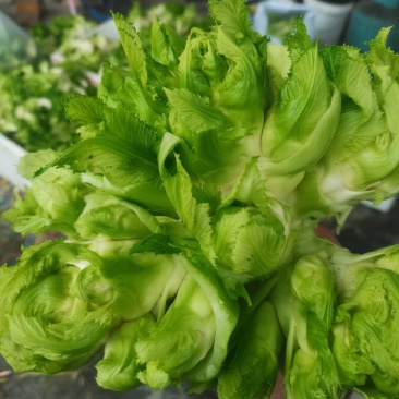 精品儿菜自产自销个头饱满