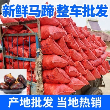 毛马蹄原产地采挖好评率高，出货快，量大优惠