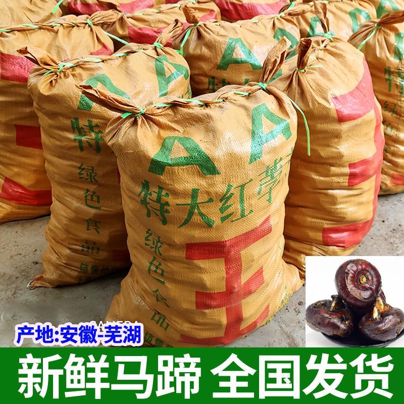 现挖安徽本地毛马蹄，脆甜无渣，坏果包赔，大量优质货源