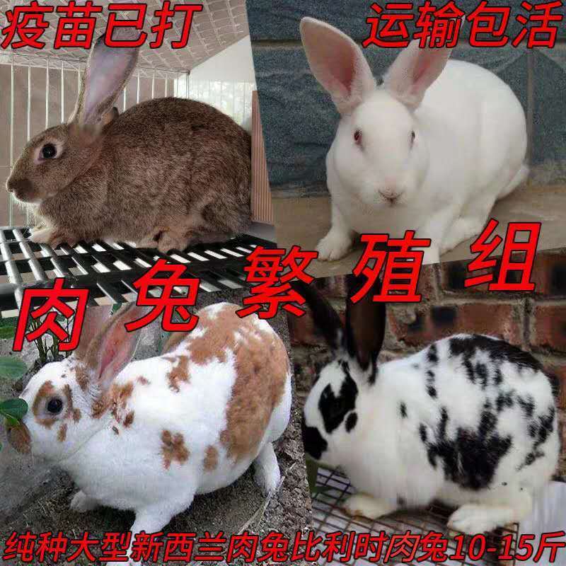 2020杂交巨型公羊比利时大流士兔活体幼兔子大型肉兔