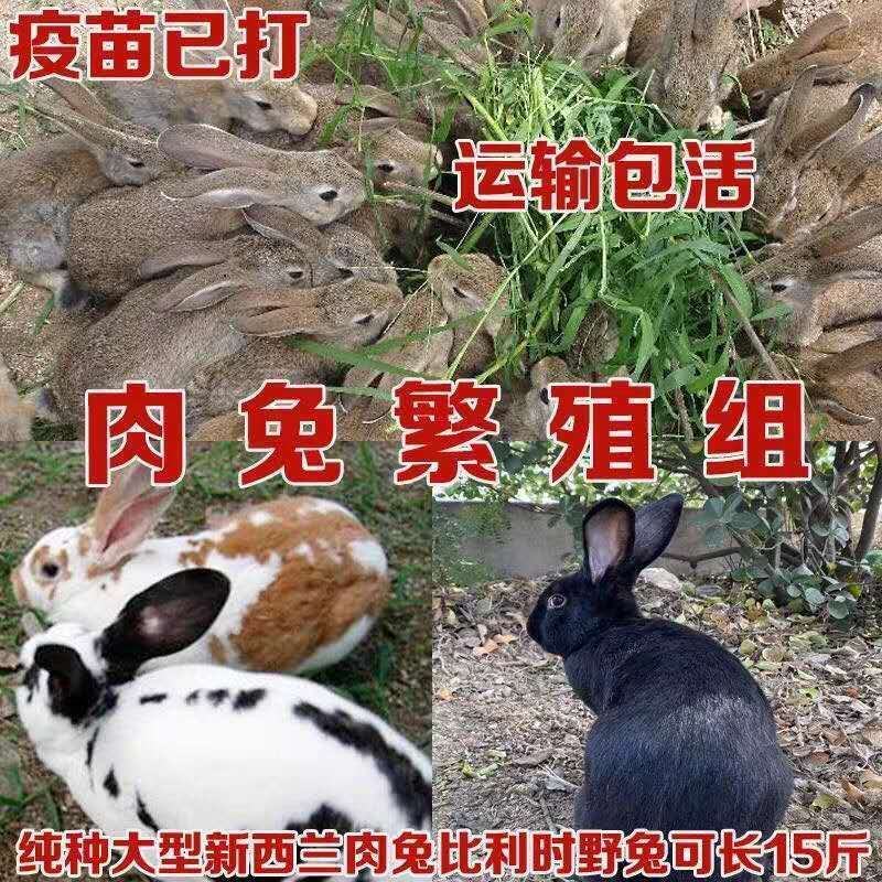 2020杂交巨型公羊比利时大流士兔活体幼兔子大型肉兔