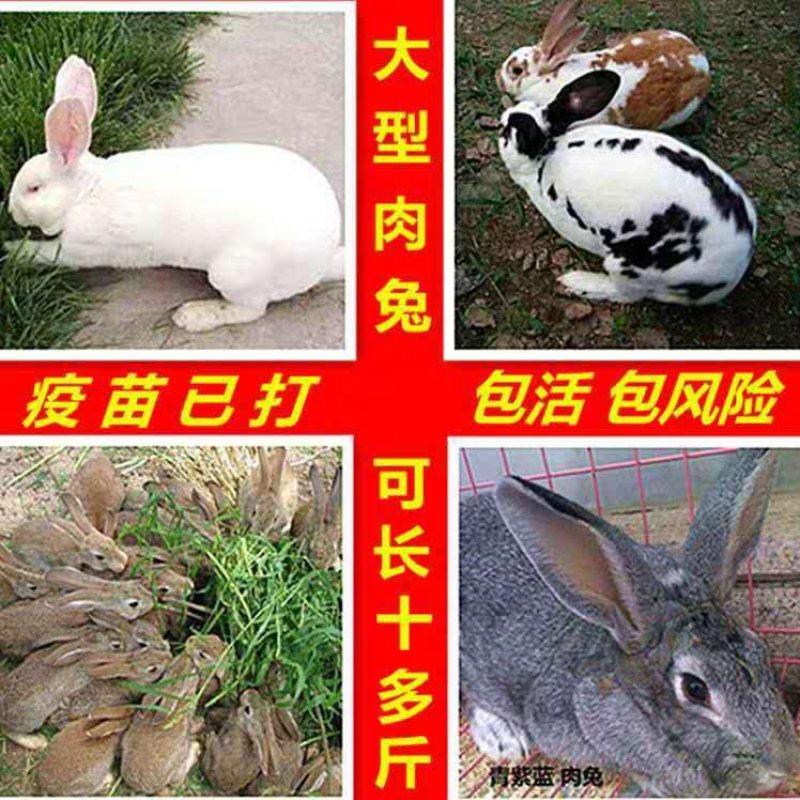 2020杂交巨型公羊比利时大流士兔活体幼兔子大型肉兔