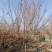 板栗苗，油栗基地种植，大量批发板栗苗，油栗苗，