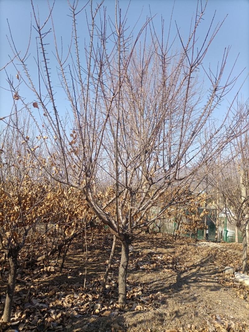 板栗苗，油栗基地种植，大量批发板栗苗，油栗苗，