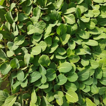 甘蓝苗，根系好，品质保证