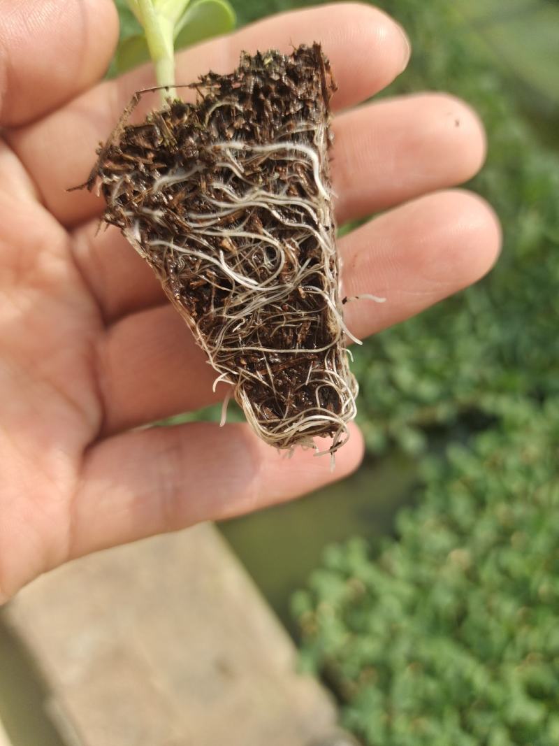 甘蓝苗，根系好，品质保证
