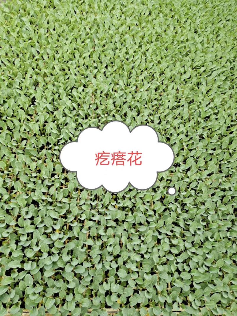 白花苗，量大从优，品质保证，