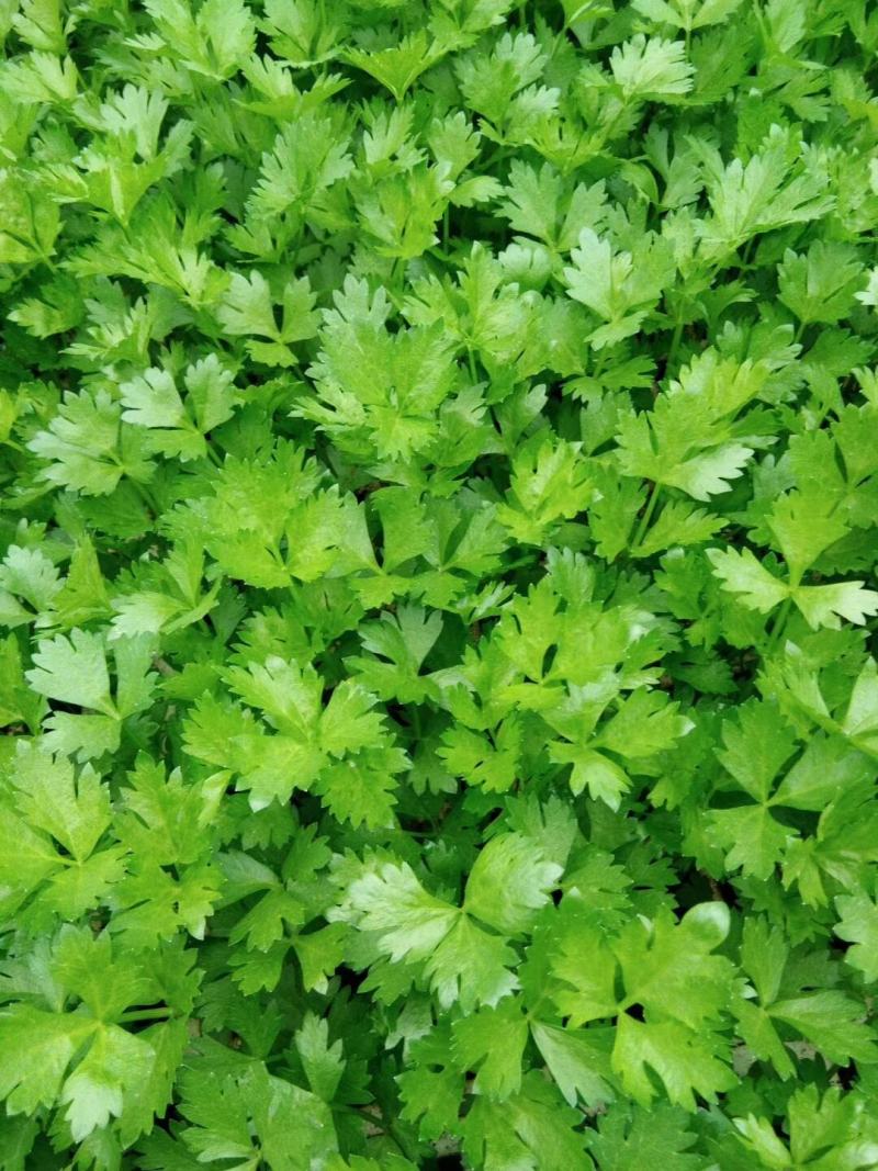 西芹，量大从优，品质保证