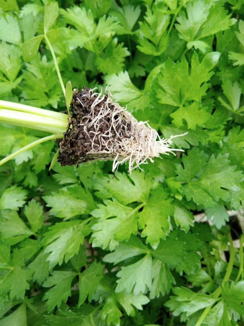 西芹，量大从优，品质保证