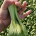 上海青奶白菜油麦菜香菜