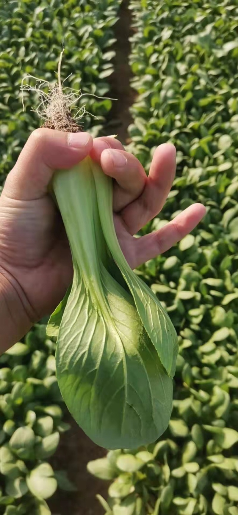 上海青奶白菜油麦菜香菜