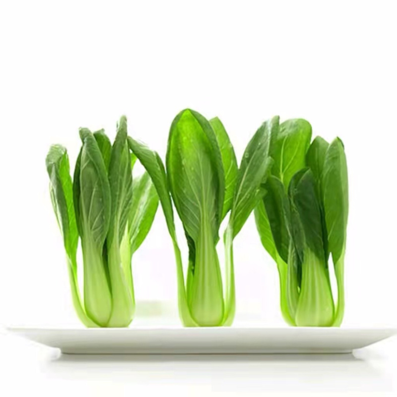 上海青奶白菜油麦菜香菜