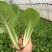 上海青奶白菜油麦菜香菜