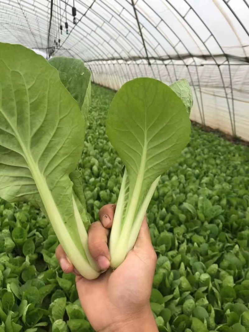 上海青奶白菜油麦菜香菜