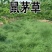 鼠茅草种果园绿肥鼠茅草草种鼠茅草种子鼠毛草种籽