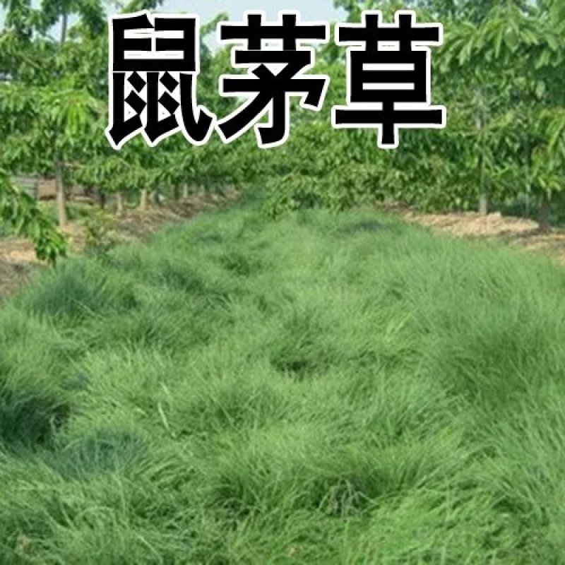 鼠茅草种果园绿肥鼠茅草草种鼠茅草种子鼠毛草种籽