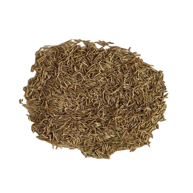 鼠茅草种果园绿肥鼠茅草草种鼠茅草种子鼠毛草种籽