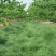 鼠茅草种果园绿肥鼠茅草草种鼠茅草种子鼠毛草种籽