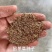 鼠茅草种果园绿肥鼠茅草草种鼠茅草种子鼠毛草种籽