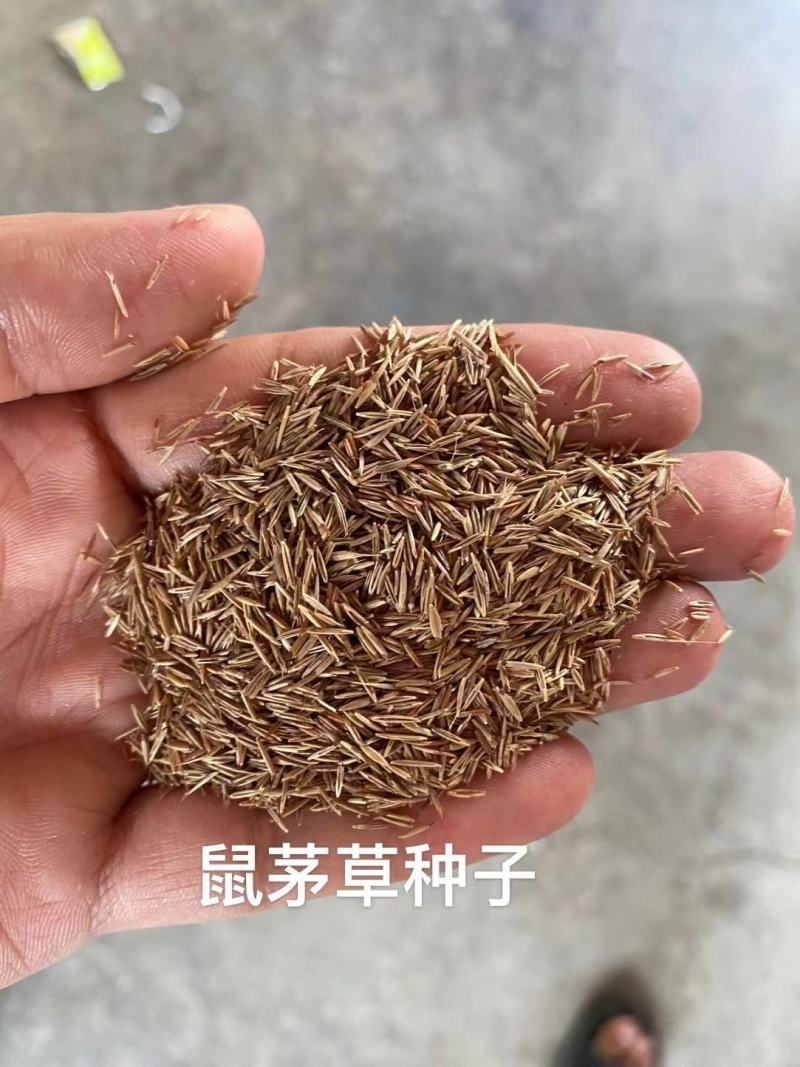 鼠茅草种果园绿肥鼠茅草草种鼠茅草种子鼠毛草种籽