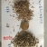 鼠茅草种果园绿肥鼠茅草草种鼠茅草种子鼠毛草种籽