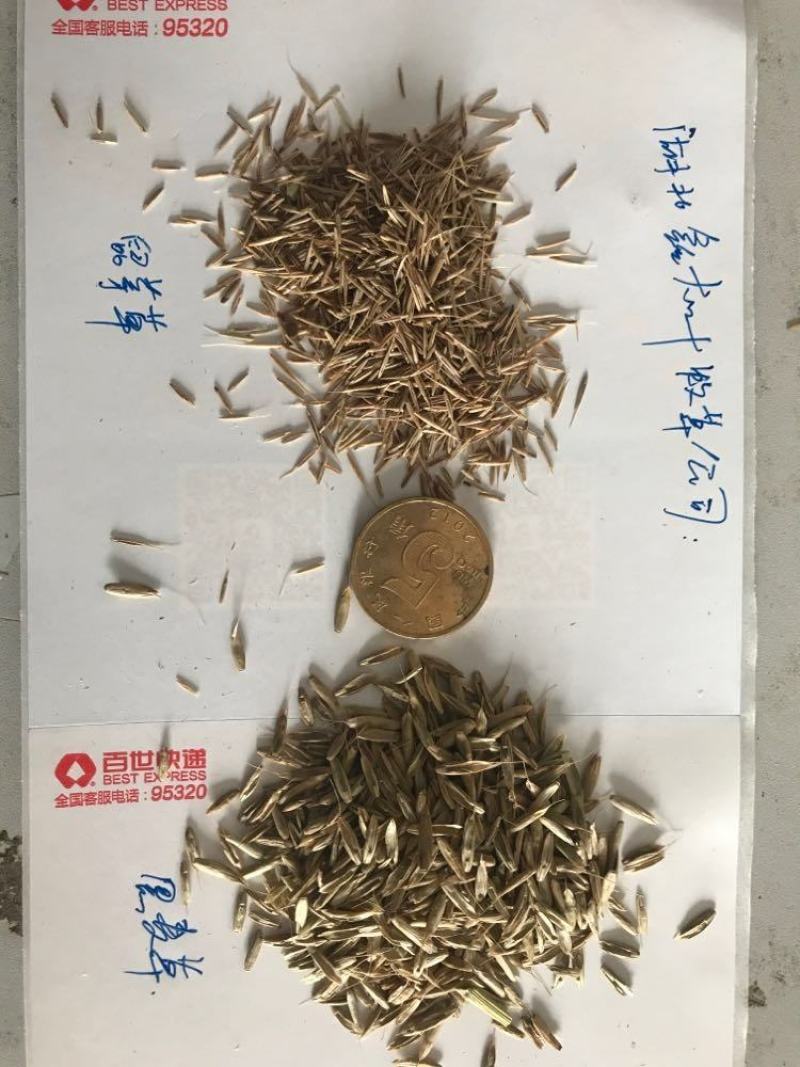 鼠茅草种果园绿肥鼠茅草草种鼠茅草种子鼠毛草种籽