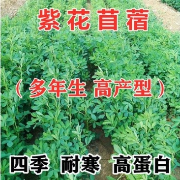 紫花苜种子，四季高产多年生苜蓿菜猪牛羊鸡鸭鹅鱼牧草种