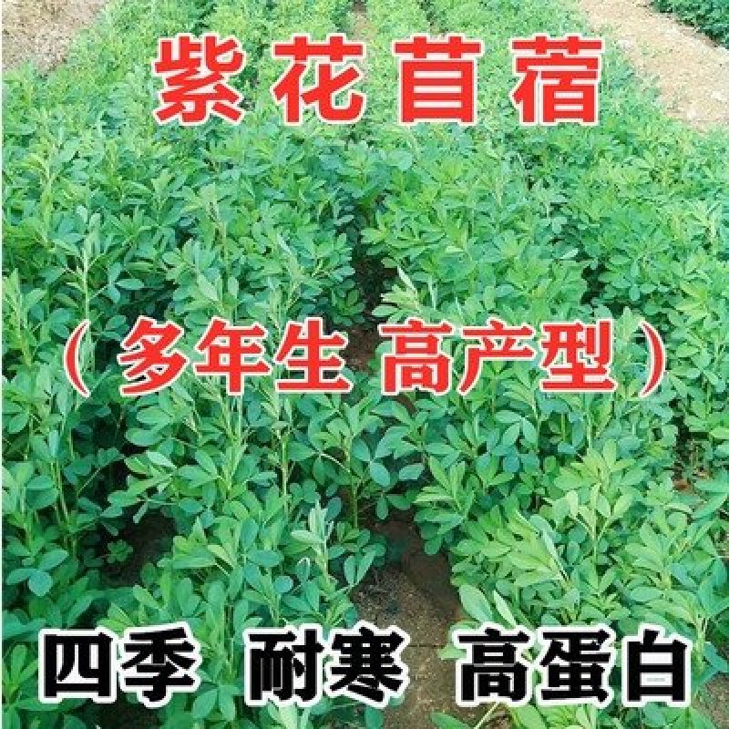 紫花苜种子，四季高产多年生苜蓿菜猪牛羊鸡鸭鹅鱼牧草种