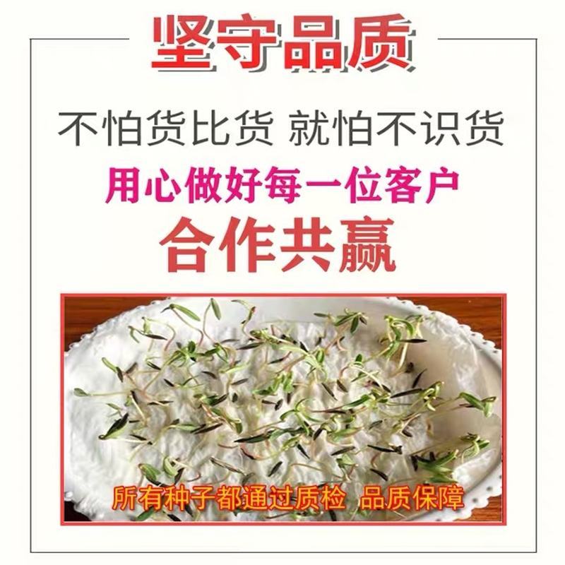 紫花苜种子，四季高产多年生苜蓿菜猪牛羊鸡鸭鹅鱼牧草种