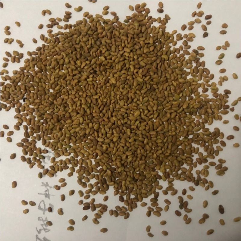 紫花苜种子，四季高产多年生苜蓿菜猪牛羊鸡鸭鹅鱼牧草种