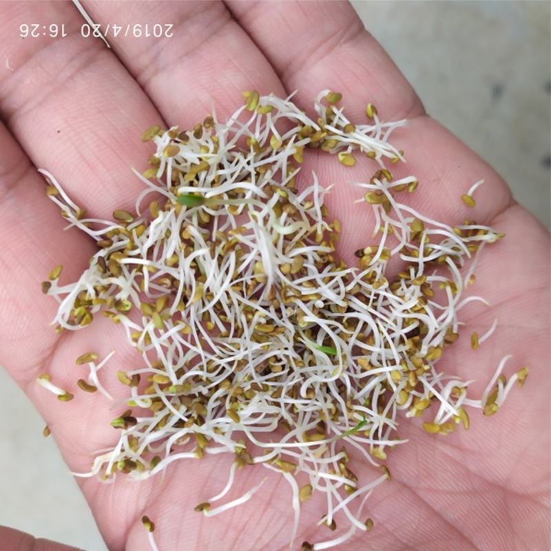 紫花苜种子，四季高产多年生苜蓿菜猪牛羊鸡鸭鹅鱼牧草种