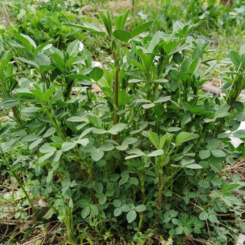 紫花苜种子，四季高产多年生苜蓿菜猪牛羊鸡鸭鹅鱼牧草种