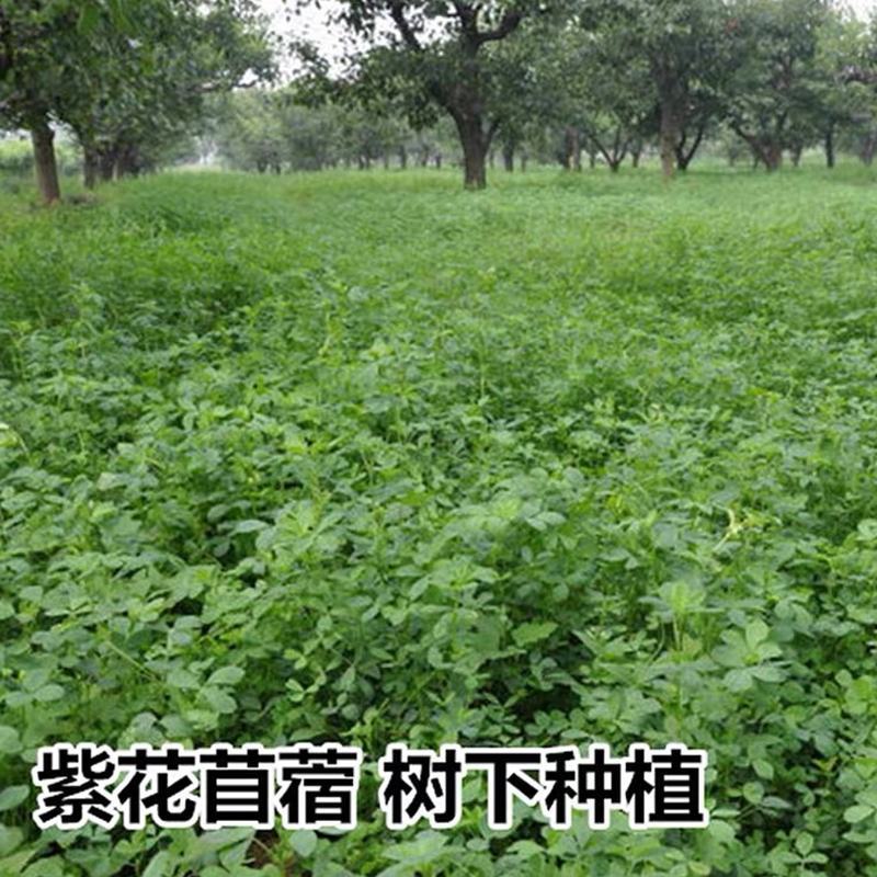 紫花苜种子，四季高产多年生苜蓿菜猪牛羊鸡鸭鹅鱼牧草种