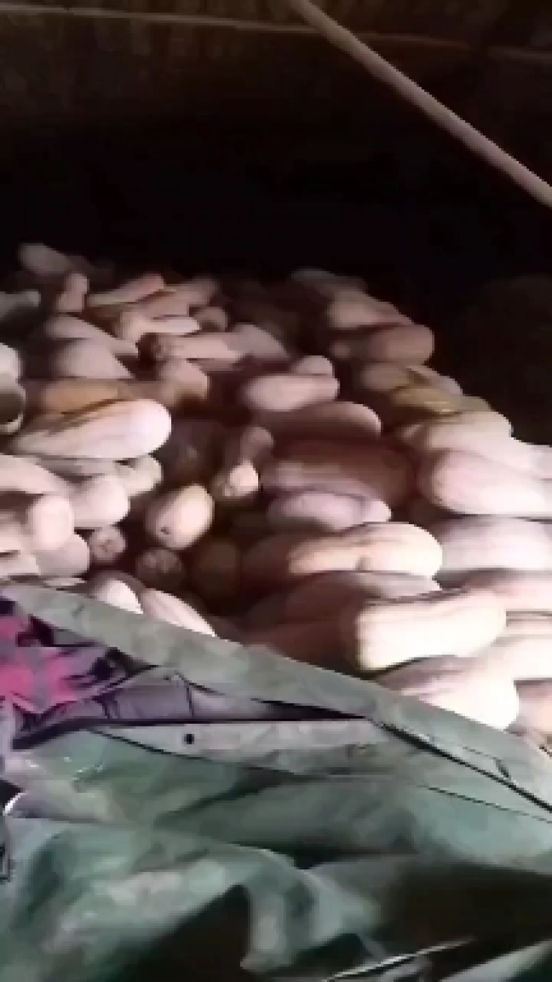 精品密本南瓜出售，一手货源，价格美丽。
