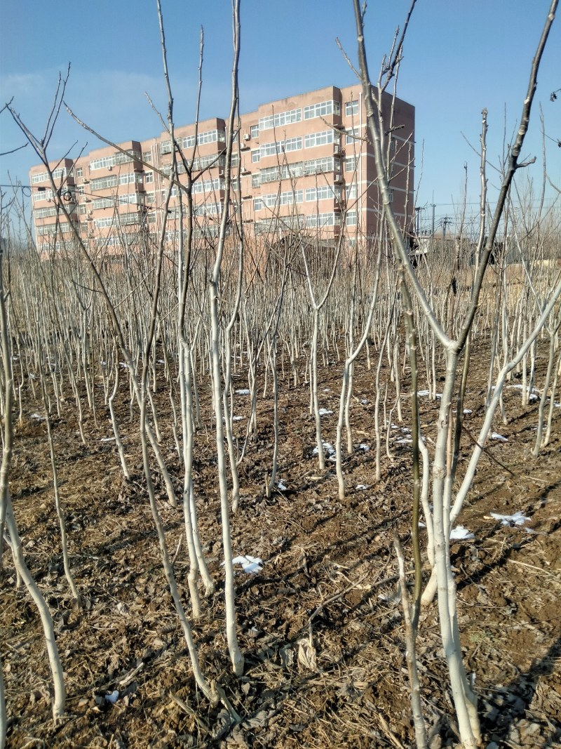 核桃苗。有多个规各。一到十公分粗的都有。
