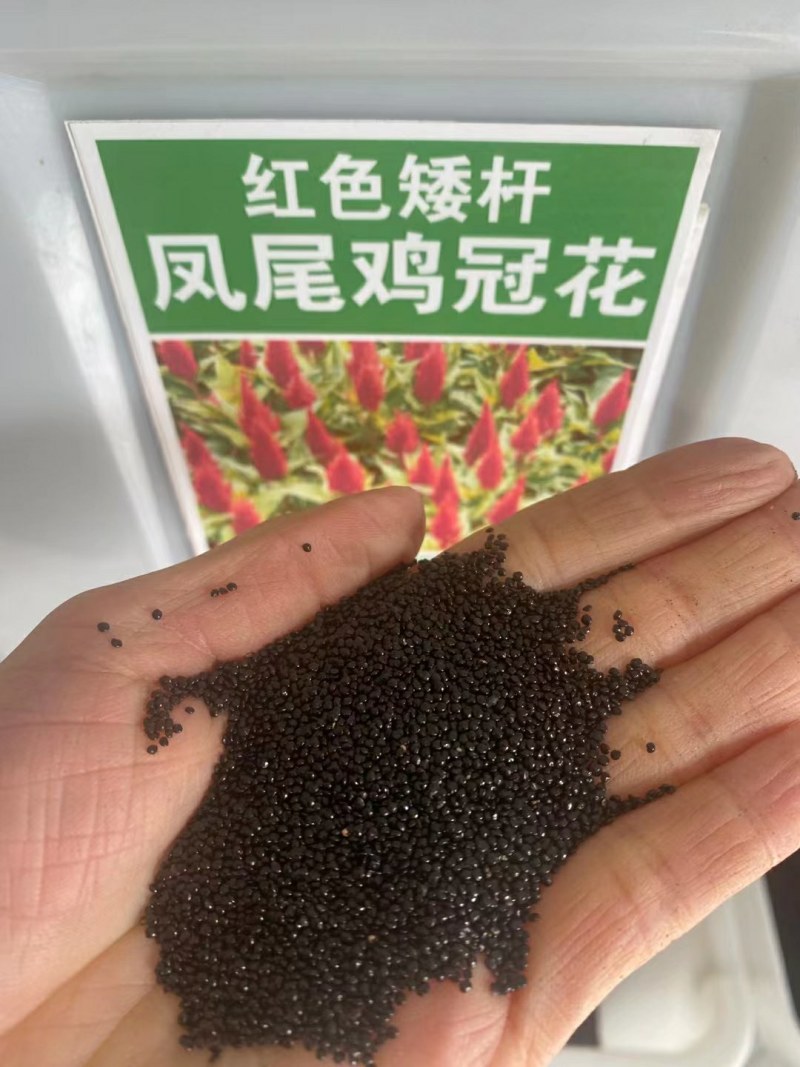 凤尾鸡冠花种子鸡冠花种子扇状鸡冠花种子景观绿化种植