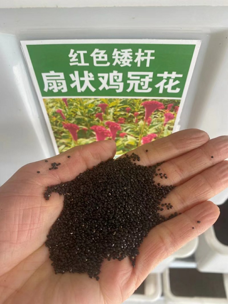 凤尾鸡冠花种子鸡冠花种子扇状鸡冠花种子景观绿化种植