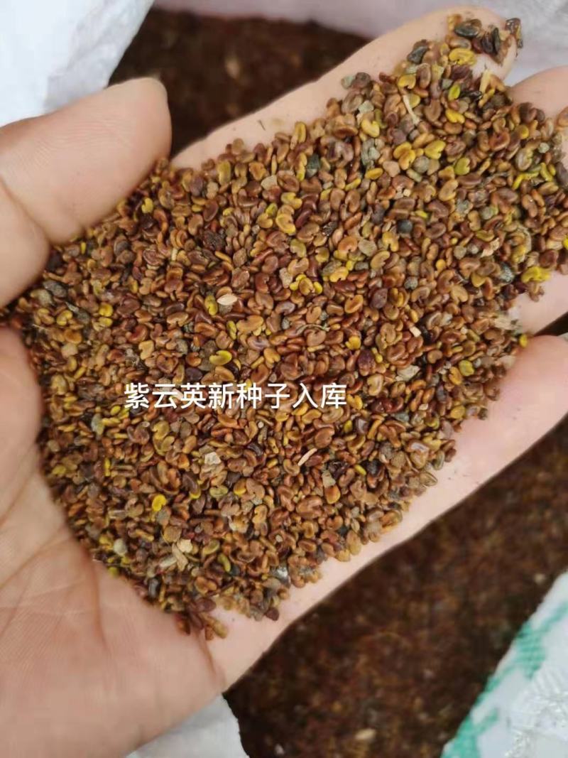 紫云英种子果园绿肥红花草籽四季高产草种养蜂蜜源植物紫云英