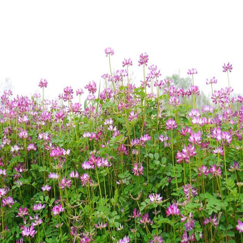 紫云英种子果园绿肥红花草籽四季高产草种养蜂蜜源植物紫云英