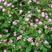 紫云英种子果园绿肥红花草籽四季高产草种养蜂蜜源植物紫云英