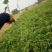 爬山虎