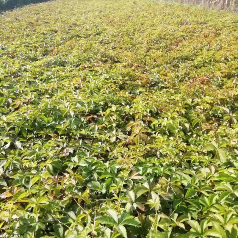 爬山虎
