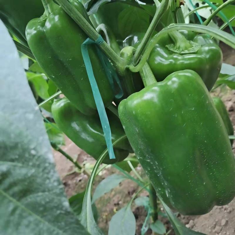 精品菜椒10cm以上品种多质量好价格便宜量大从优