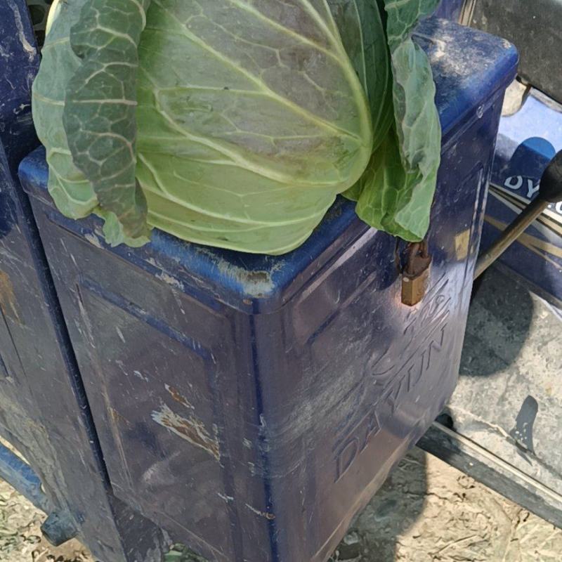 甘蓝